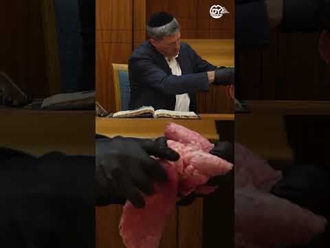 להפיח חיים, בדף היומי 🫁