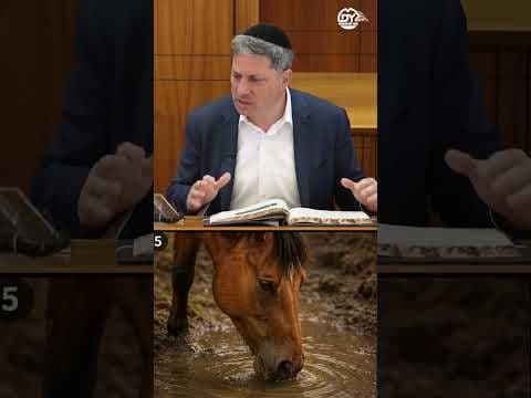 Stop Muddying Your Own Water 🐴💦