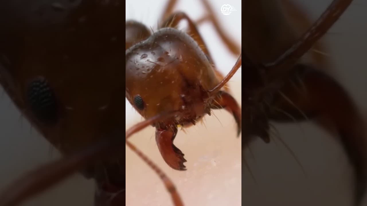 🏔️ From Alps to Ants, Hashem Is in Every Detail 🐜