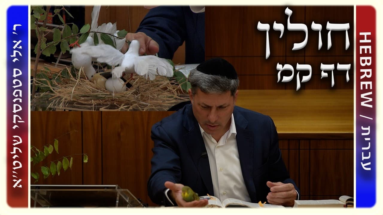מרכז דף יומי - חולין דף קמ. - ר' אלי סטפנסקי שליט"א